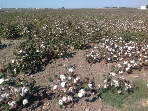 Hade ingen aning om att det odlades bomull i Spanien, men det bevisar ju den här bilden.